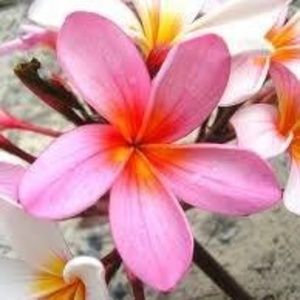 Meet your Posher, Joy-lee